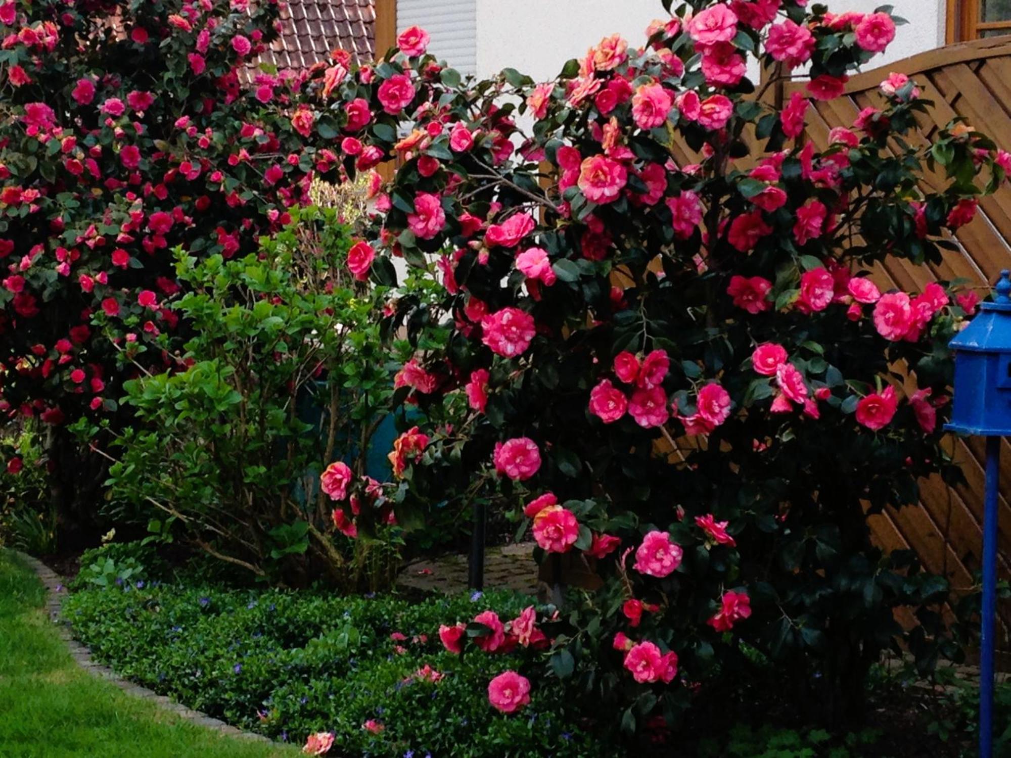 Apartment Im Garten Gengenbach Buitenkant foto